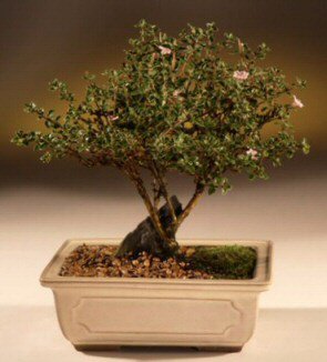 ithal bonsai saksi çiçegi  Konya online çiçek gönderme sipariş 