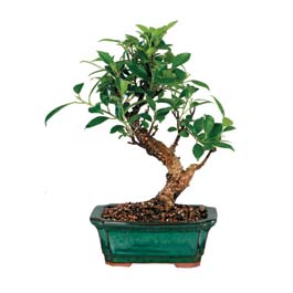  Konya iek gnderme sitemiz gvenlidir  ithal bonsai saksi iegi  Konya internetten iek siparii 