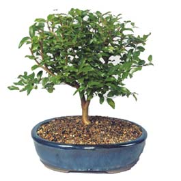  Konya nternetten iek siparii  ithal bonsai saksi iegi  Konya 14 ubat sevgililer gn iek 