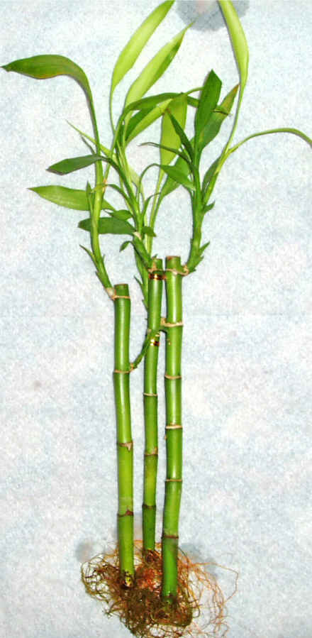 Lucky Bamboo 3 adet vazo hediye edilir   Konya ucuz iek gnder 