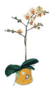  Konya çiçek , çiçekçi , çiçekçilik  Phalaenopsis Orkide ithal kalite