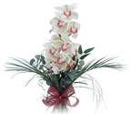  Konya çiçek gönderme sitemiz güvenlidir  Dal orkide ithal iyi kalite