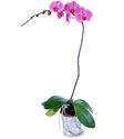  Konya hediye çiçek yolla  Orkide ithal kaliteli orkide 
