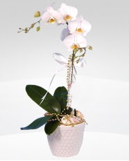 1 dallı orkide saksı çiçeği  Konya 14 şubat sevgililer günü çiçek 
