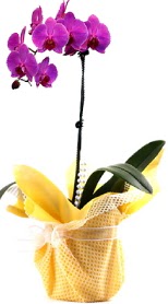  Konya çiçek gönderme sitemiz güvenlidir  Tek dal mor orkide saksı çiçeği