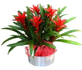 5 adet guzmanya saksı çiçeği  Konya çiçek online çiçek siparişi 
