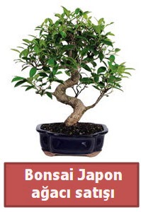 Japon ağacı bonsai satışı  Konya çiçek gönderme sitemiz güvenlidir 