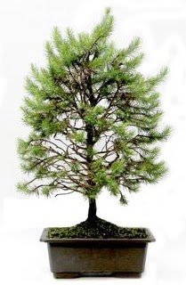 *** STOKTA YOK - Çam ağacı bonsai bitkisi satışı  Konya hediye çiçek yolla 