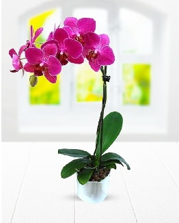 Tek dallı mor orkide  Konya güvenli kaliteli hızlı çiçek 