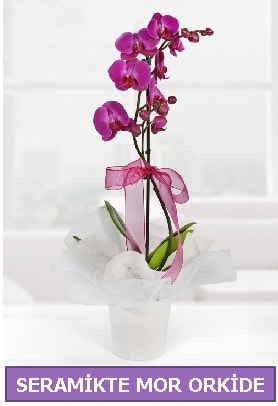 Seramik içerisinde birinci kalite tek dallı mor orkide  Konya hediye sevgilime hediye çiçek 