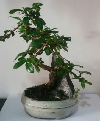 S şeklinde ithal bonsai ağacı  Konya çiçek servisi , çiçekçi adresleri 