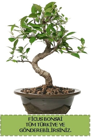 Ficus bonsai  Konya çiçek online çiçek siparişi 