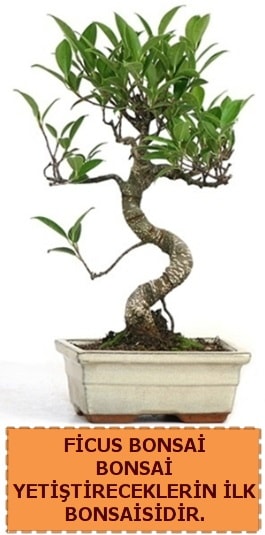 Ficus bonsai 15 ile 25 cm arasındadır  Konya çiçek servisi , çiçekçi adresleri 
