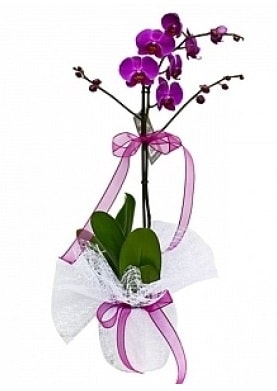 Tekli Mor Orkide  Konya çiçek servisi , çiçekçi adresleri 