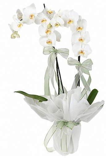 Çift Dallı Beyaz Orkide  Konya internetten çiçek satışı 