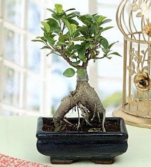Appealing Ficus Ginseng Bonsai  Konya internetten çiçek satışı 