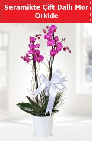 Seramikte Çift Dallı Mor Orkide  Konya internetten çiçek satışı 
