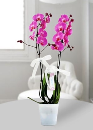 Çift dallı mor orkide  Konya çiçek gönderme 