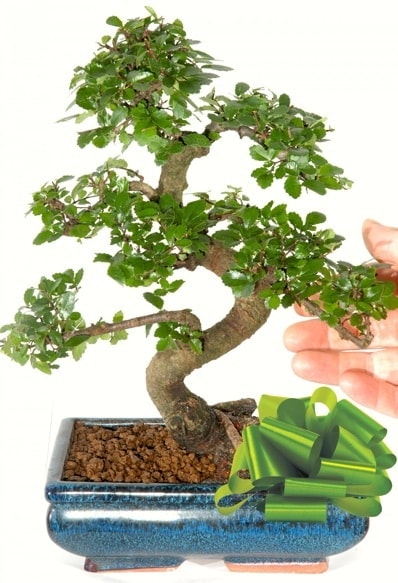 Yaklaşık 25 cm boyutlarında S bonsai  Konya çiçek gönderme sitemiz güvenlidir 