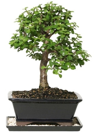 15 cm civarı Zerkova bonsai bitkisi  Konya çiçek gönderme sitemiz güvenlidir 