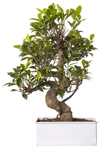 Exotic Green S Gövde 6 Year Ficus Bonsai  Konya çiçek online çiçek siparişi 